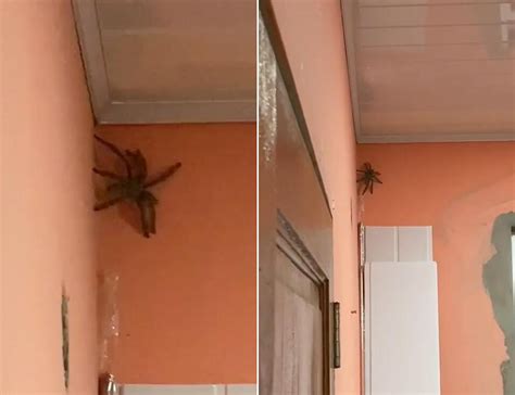不放照片的人 天花板有蜘蛛